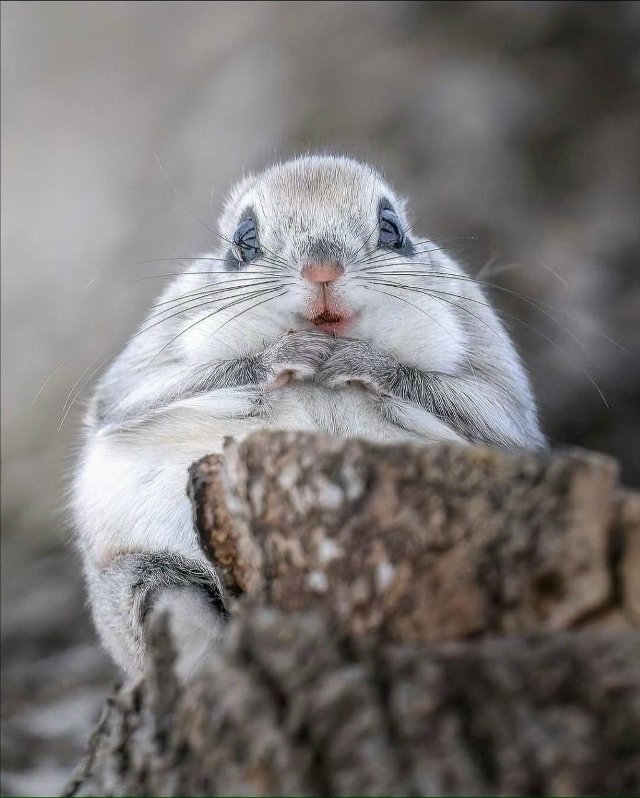 Редкому удаётся увидеть это скрытное животное в дикой ...