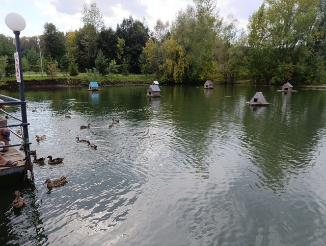 Хорошо летом даже черепашкам 🐢