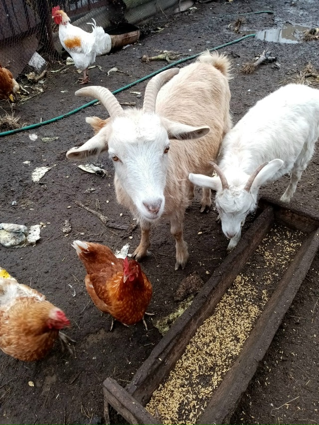 Продам 89018926870