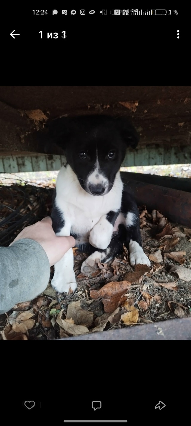 Может кому нужен, верный и заботливый друг , заберите п?...