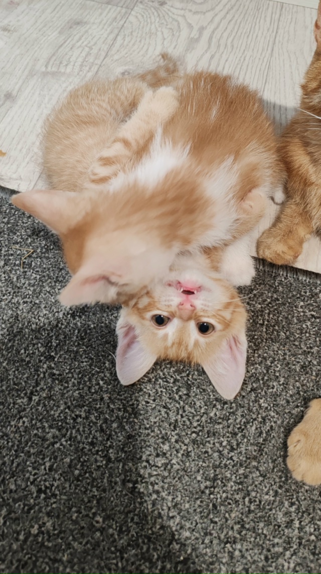 Отдам котят в добрые руки 🤲3 рыжих мальчика, к лотку пр...