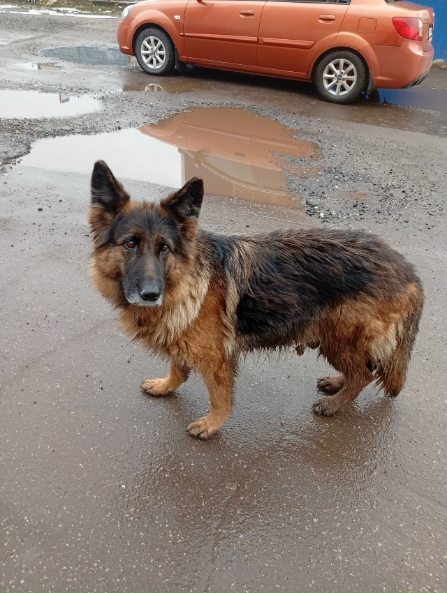 Чья потеряшка?? Бегает в м- Н Заря!! Видно, что был домашн...