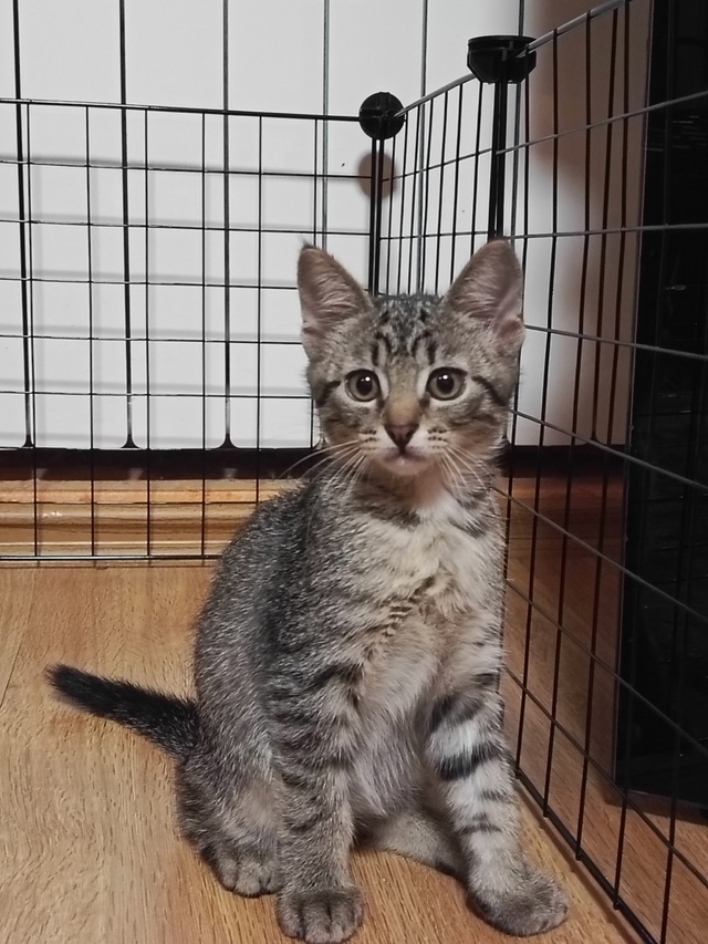 😻Остался один красавчик котик🐈
🤗Ждёт добрые и ласк?...