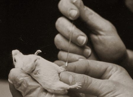 САМОЕ ДОРОГОЕ МОЛОКО:
Молоко мышей – самое дорогое мо?...