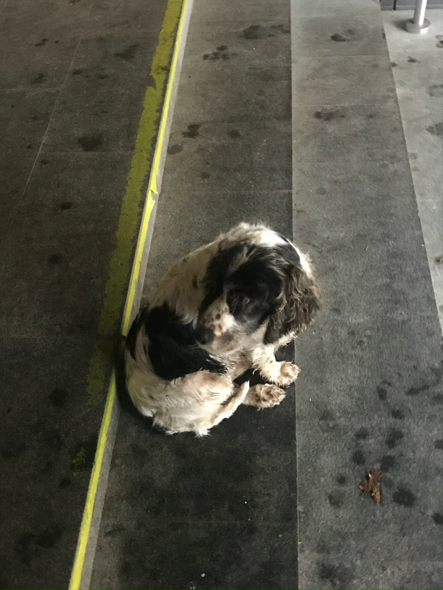 Около Меланжа уже несколько часов сидит собака, по все?...