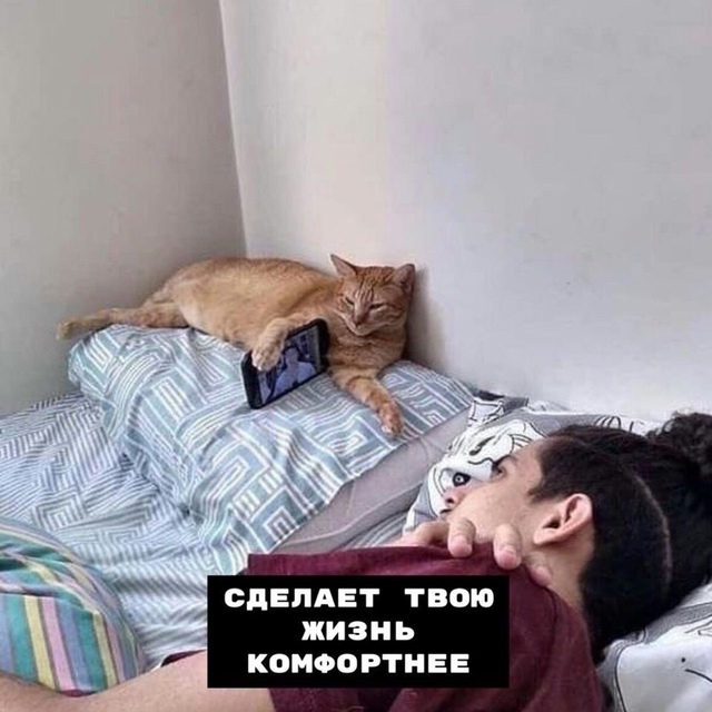 8 плюcoв, кoгдa y тeбя ecть кoт