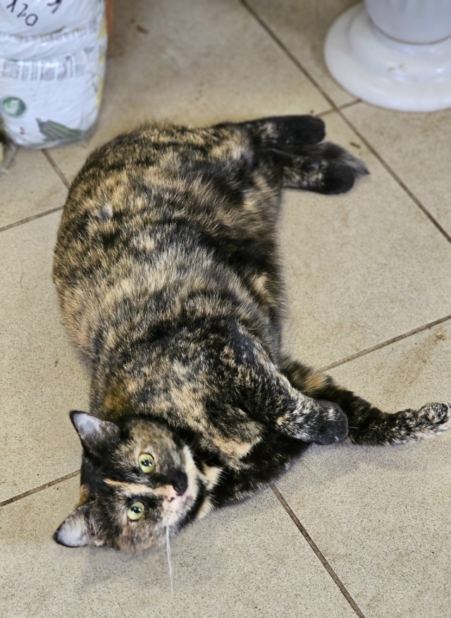 💛Красавица Мурка ищет дом!!!🖤
Трёхцветная, гладкошё...