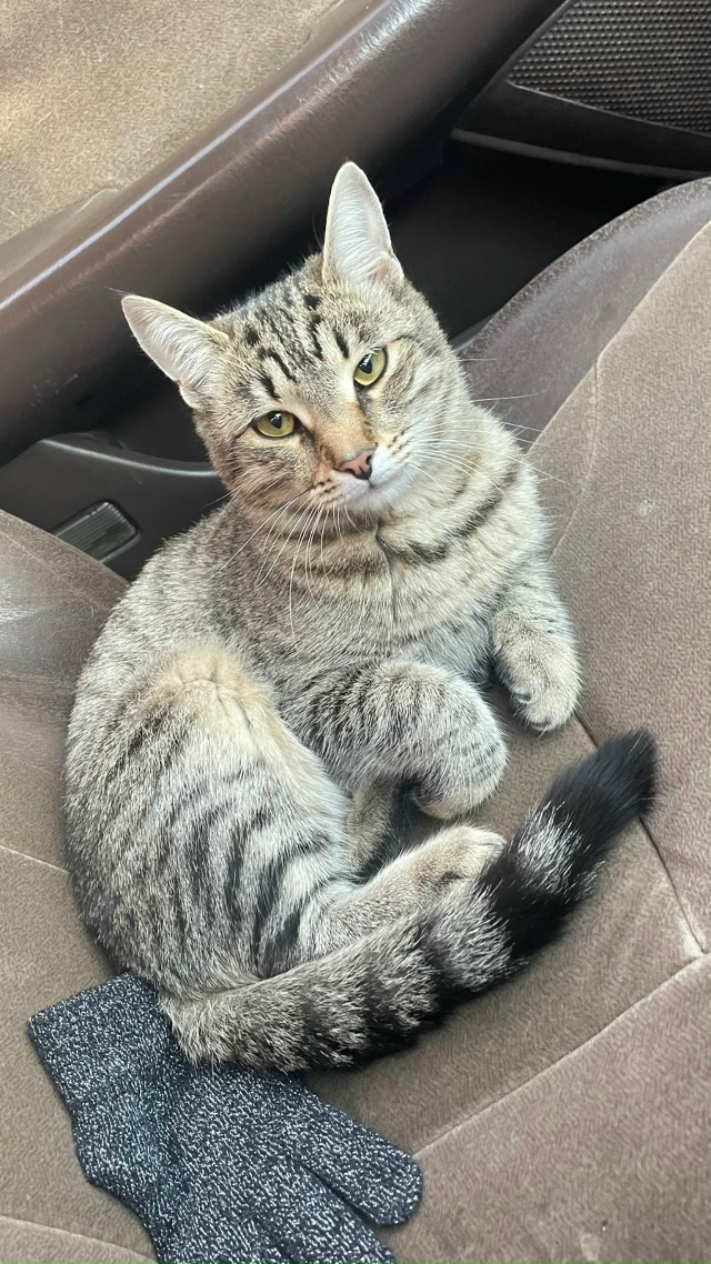 Пропал кот на ул.Лазо
Номер для связи: +7 923 277-95-89 Юлия
[id13...