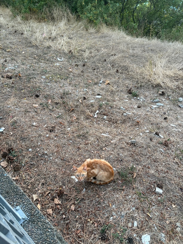 Анапские коты №3
#котоохота