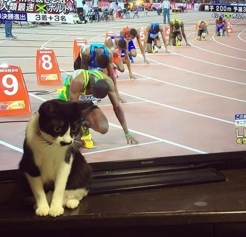 Коты всегда в тему