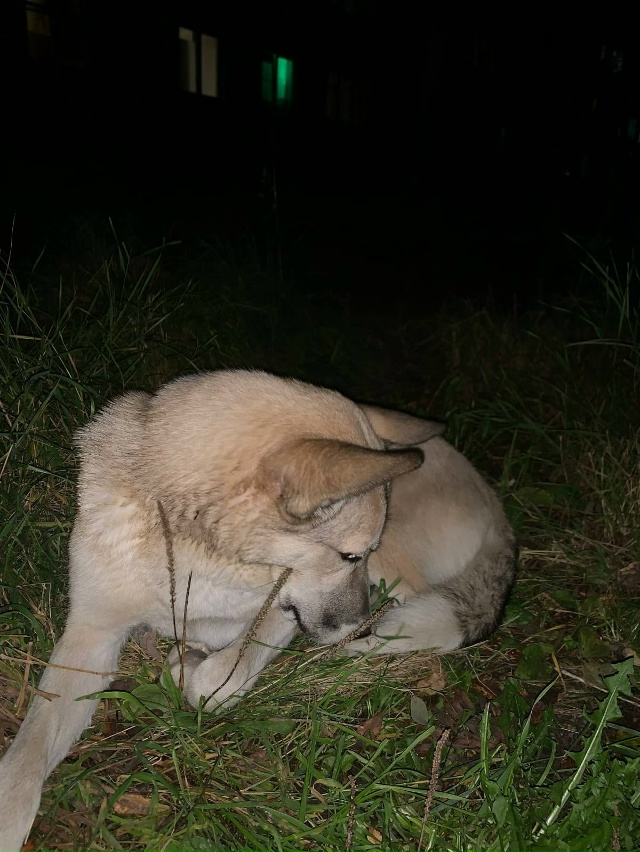 Несколько дней в Апатитах гуляет пес, в первые дни был ?...