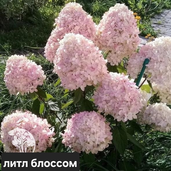 В наличии🌸🌸🌸
