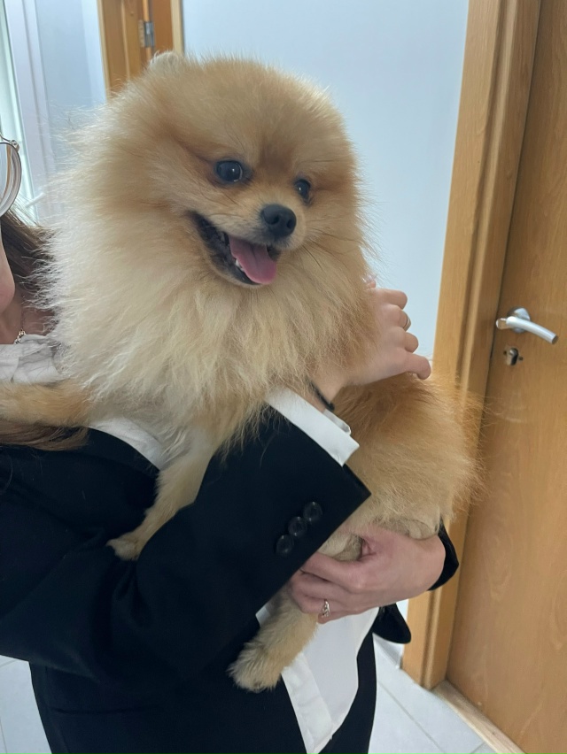 ‼️Найдена собачка 🐶 ул. Дом творчества ВТО, возле маг...