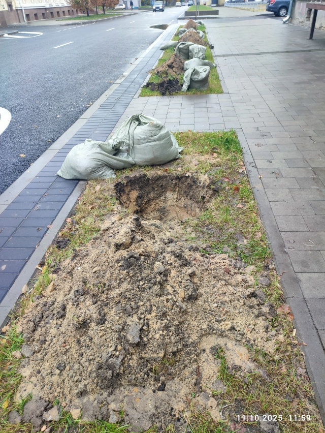 Осенью на городских улицах собираются посадить 600 дере...