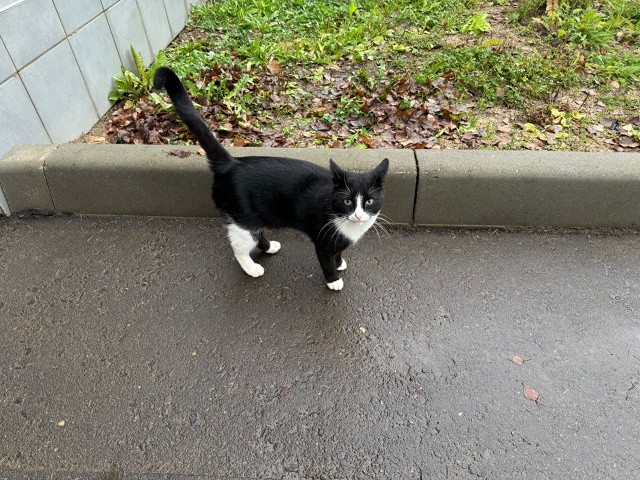 Добры день , у больницы бегает котик , очень ласковый , д...