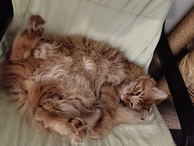 Кидай фото своих усатых в комментарии??