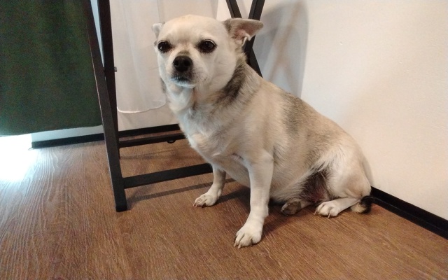 Нашла собаку ДК у остановки