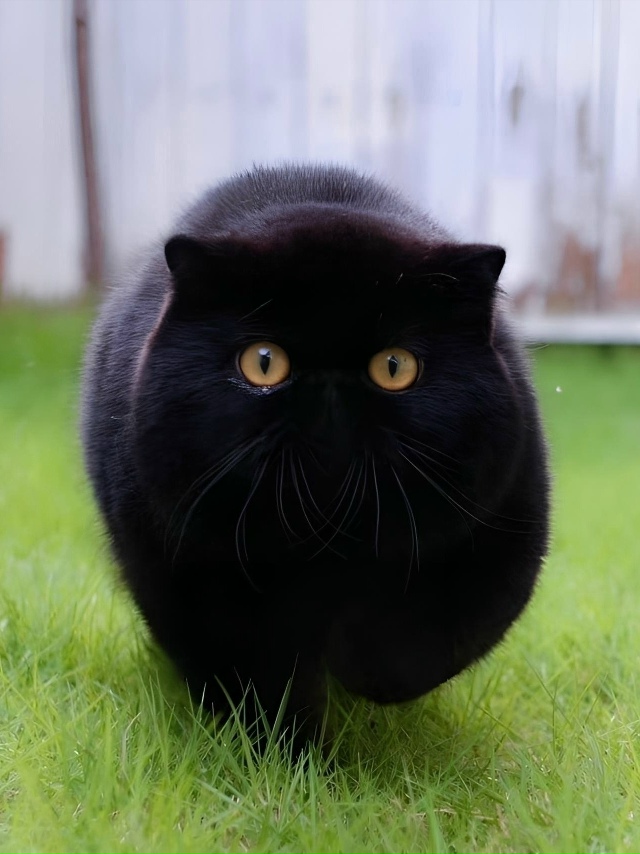 Это чудо сбежало из аниме Миядзаки