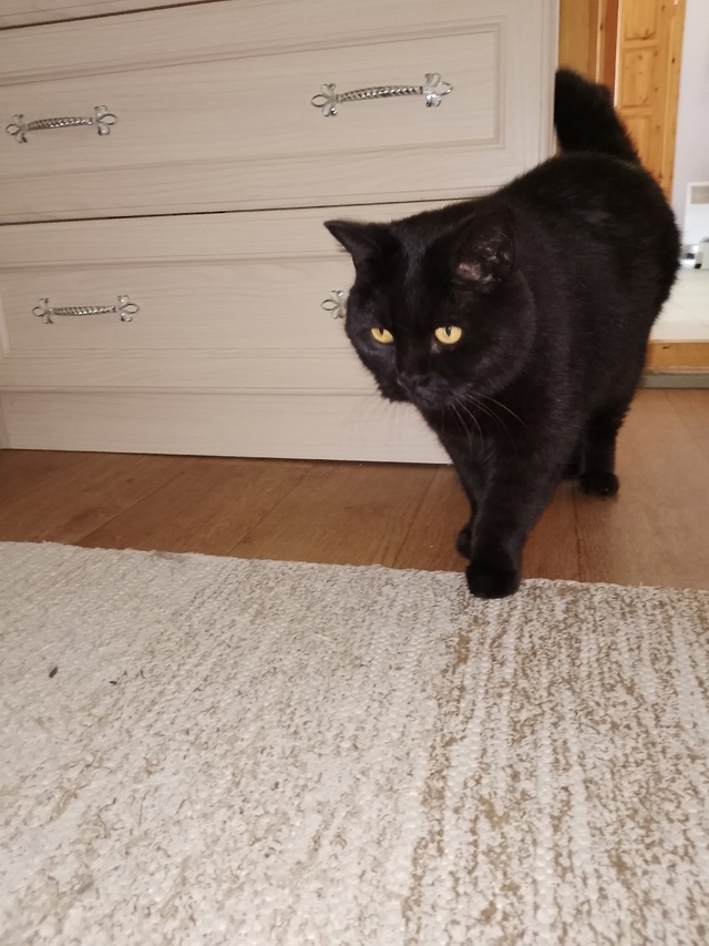 Мои любимые котики. Дворянин Косыгин 9 лет, и Черномырд?...