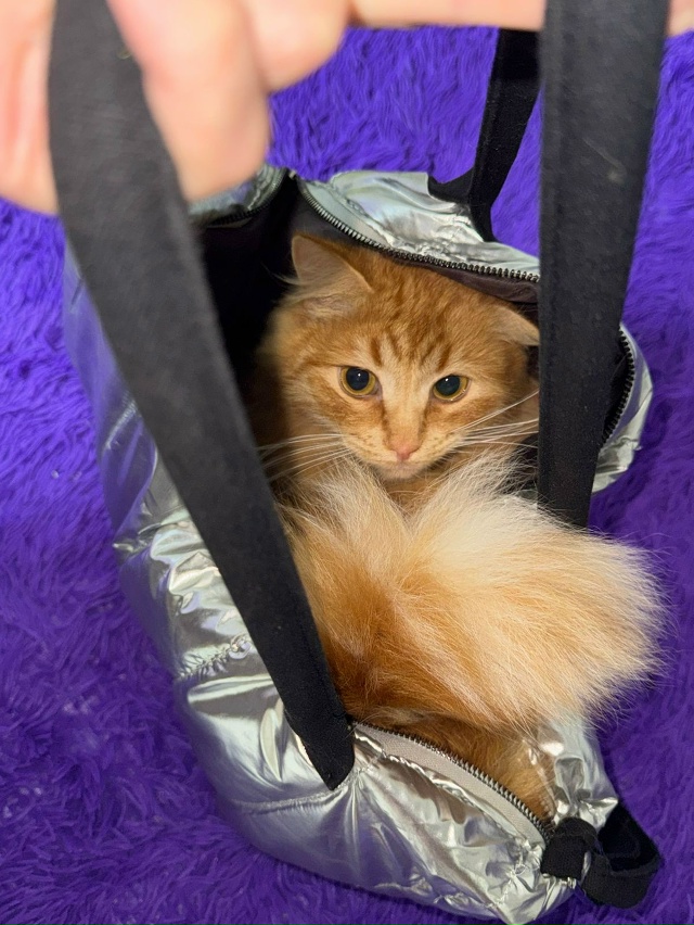 Филимон❤️в импровизированном гамаке 😁