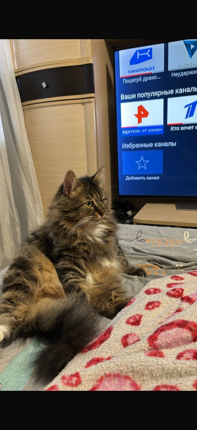 Здравствуйте,вчера в приблизительно в 7 утра на улице к...