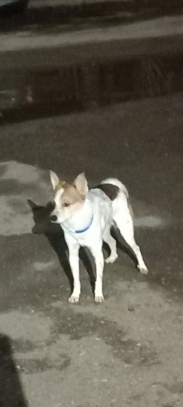 Вторые сутки бегает около Энергетиков,8.Горел ошейник ?...