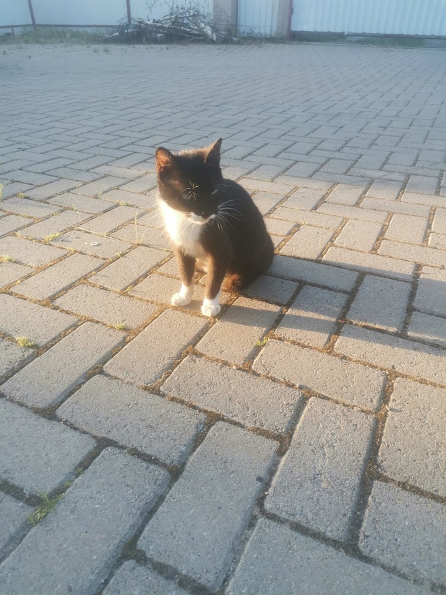Черно-белая беременная кошка приходит каждый день и пр...