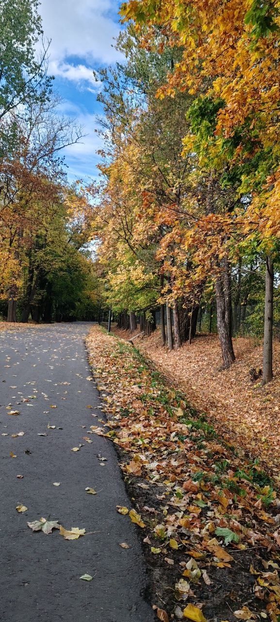 Осень в Балашихе🍁