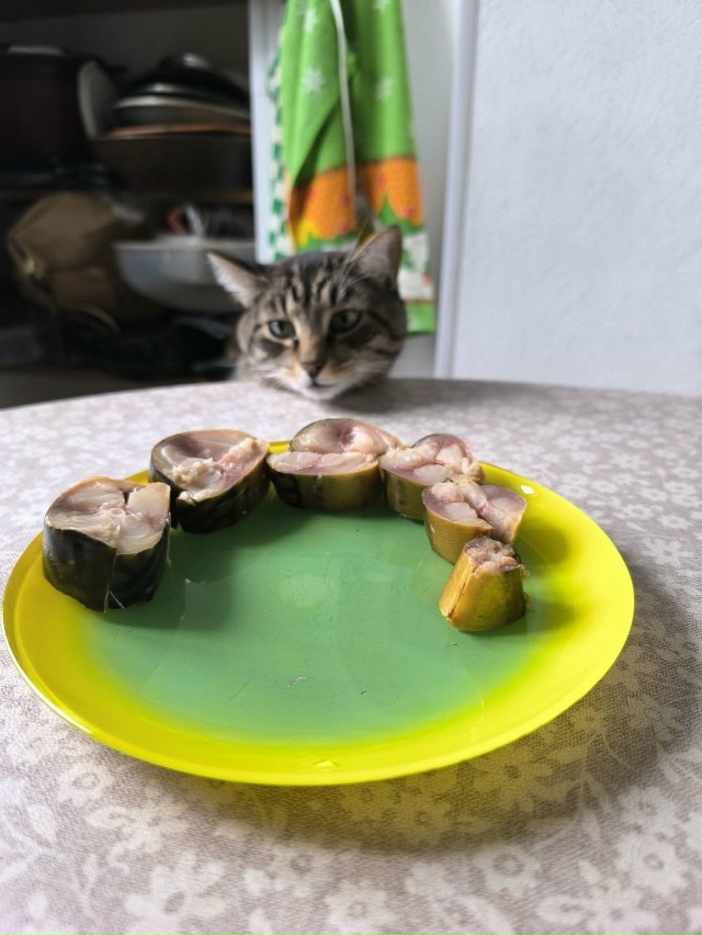 #Мотя хочет рыбку
Однажды будет пост про то как он полу?...