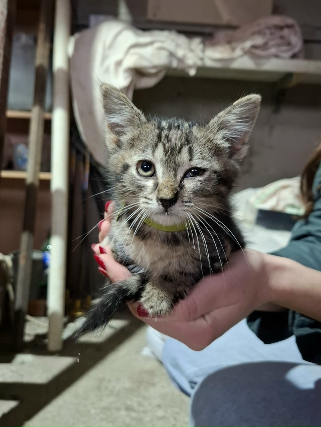 Найден котёнок, домашний, с ошейником. В районе улицы Г?...