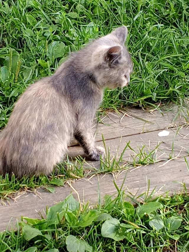Помогите пристроить котят! 😺 Живут на улице, очень кра...