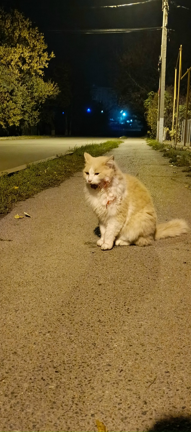 Ночью на ул. М. Горького 144, сидел данный котик. Скорее в?...