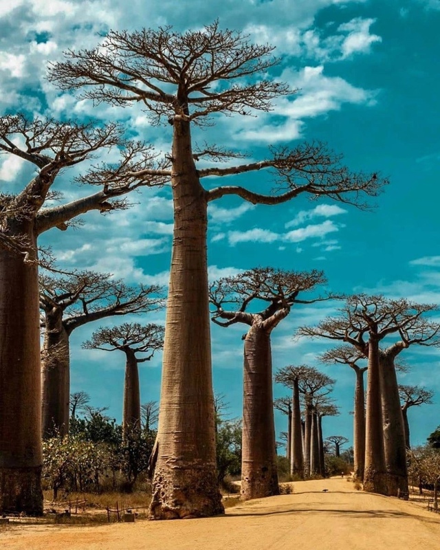 Мадагаскар??
Аллея баобабов является знаменитой гр...