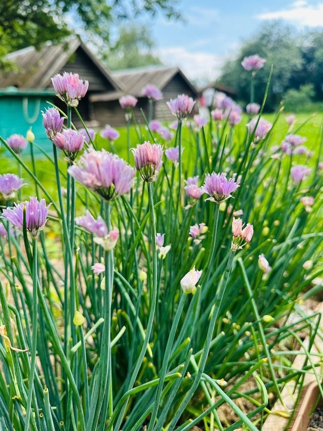 Сочные кадры из усадьбы Горки Ленинские ?