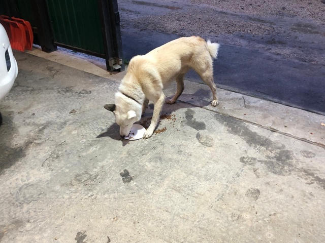 01.11 прибежала собака. В близи деревни Апухтино. Бегает ?...