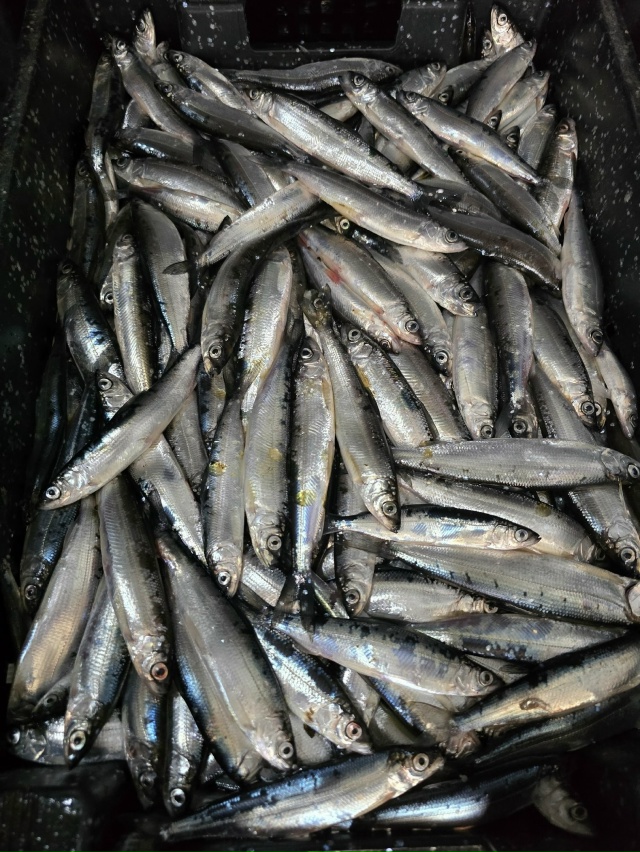 ❗️❗КРАЙНИЙ ПРИВОЗ СВЕЖЕЙ РЫБКИ РЯПУШКА (РЯПУС)️❗️❗...