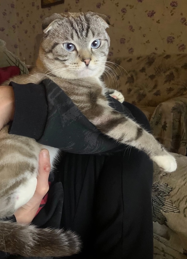 🆘🆘🆘 Вознаграждение гарантируем‼
Потерялся кот, у?...