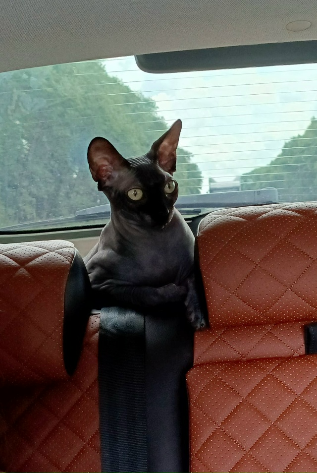 Моя всратая красотуля!