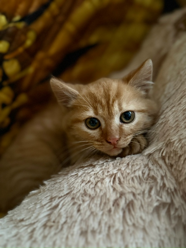 Отдам котенка в добрые руки ( дев)