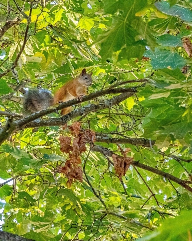 Белочки в Волжском парке 🐿 📷 Сергей Чекалов