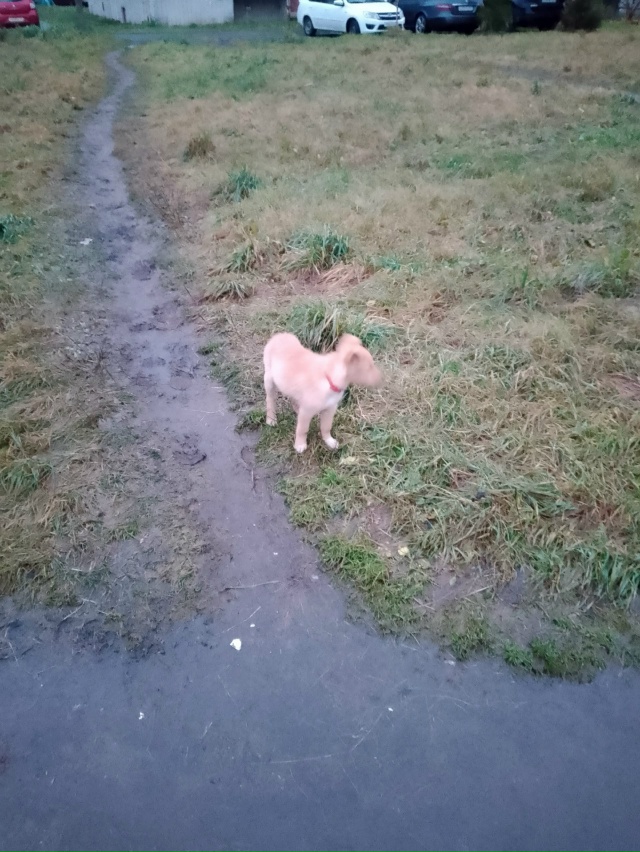 Чей?
Бегает у петёрачки на фронзе и по щорса