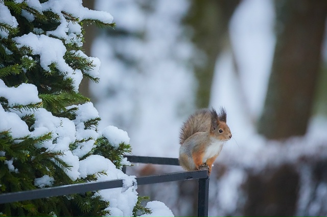 Зимняя сказка в Петергофе ❄
Фото: peterhof_museum