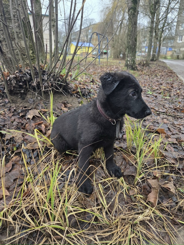 Чей потеряшка? Очень сильно скулит. Был на Химиков 7, пр?...