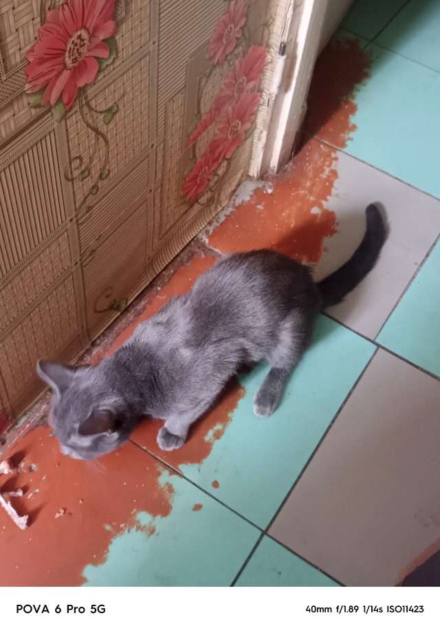 Нужна кому-нибудь кошечка породистая даром животное н?...