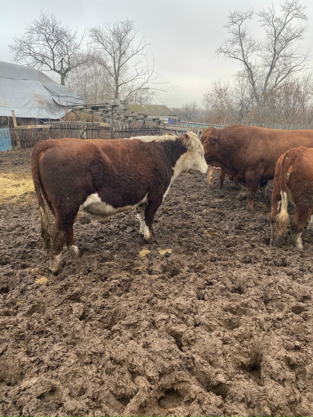 Продам!!!на племя.возраст 1.7.цена 150т.р 89872005656