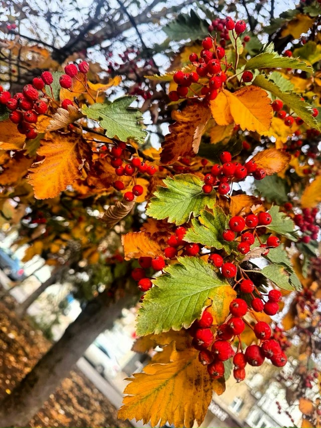 🎨 Краски осени в Свердловске
От подписчиков