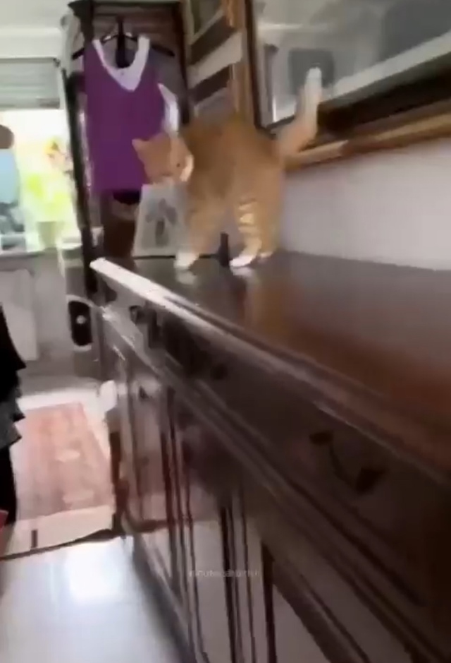 Кажется, они рождаются сразу забавными.