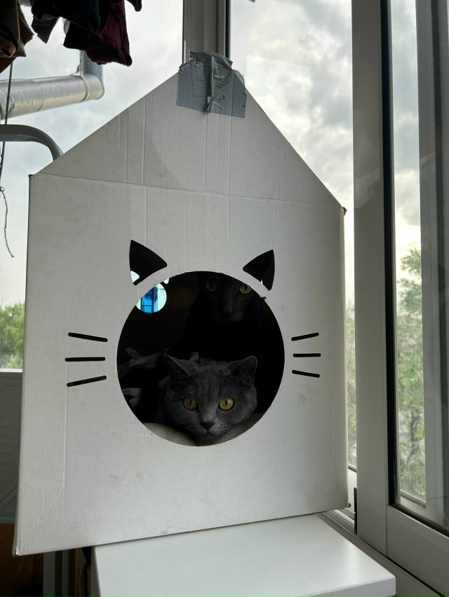 Симба и его Альтер эго 🤭