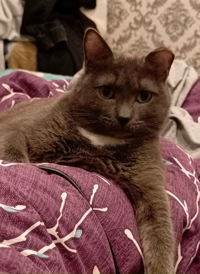 Потерялся кот зовут Китя, серый окрас с белым галстуко?...