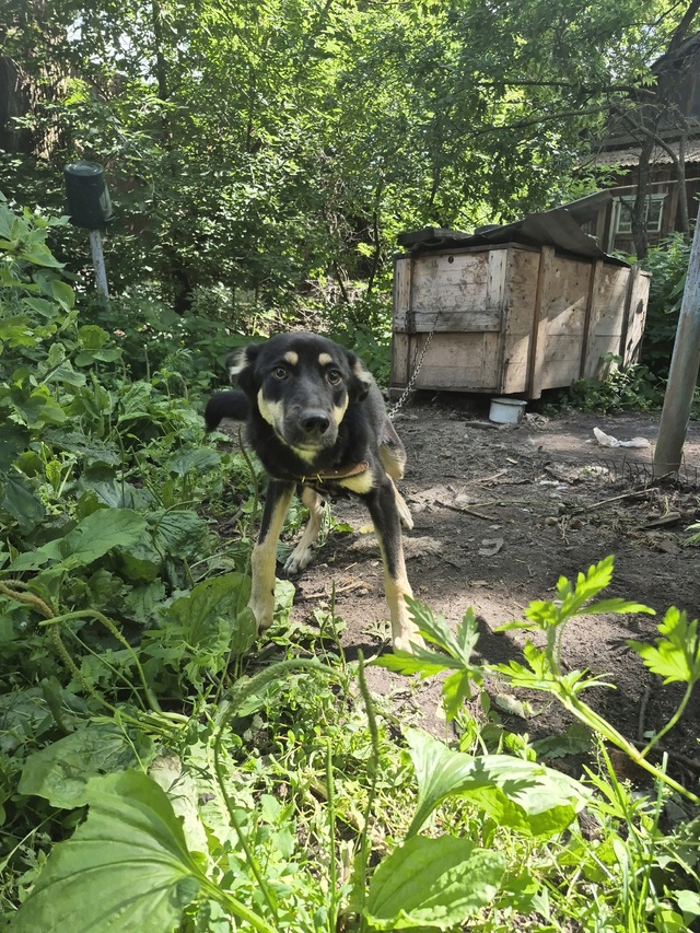 Щенок подросток ищет дом и ответственного хозяина☺️с...